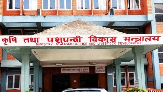 गहुँ र मकैको पनि न्यूनतमः समर्थन मूल्य तोक्ने तयारी