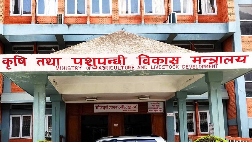 गहुँ र मकैको पनि न्यूनतमः समर्थन मूल्य तोक्ने तयारी
