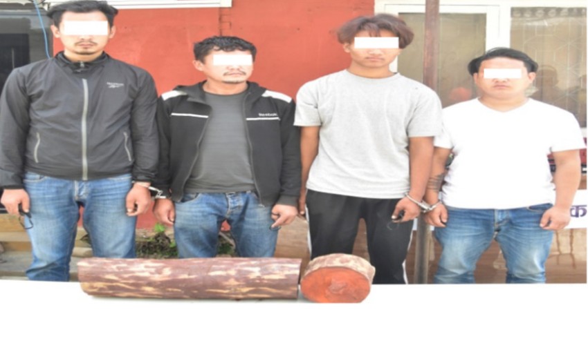 रक्तचन्दनको तस्करीको आरोपमा काठमाडौंबाट ४ जना पक्राउ