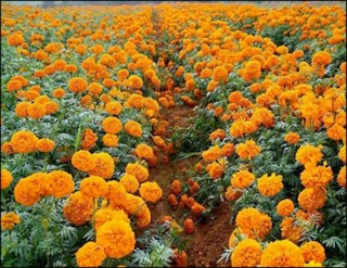 तिहार अघिनै सुक्यो सयपत्री