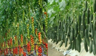 थाहामा व्यावसायिक खेति तर्फ बढ्दोे आकर्षण