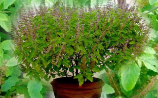 तुलसीको बिरुवा सारेर हरि शयनी एकादशी मनाइँदै