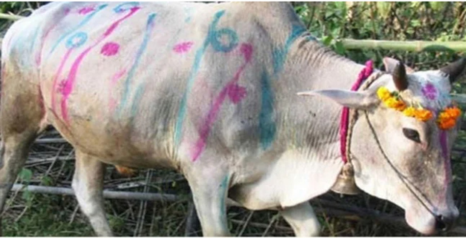 आज गोवर्द्धन पूजा, गोरु, बलि र हली पूजा गरिँदै